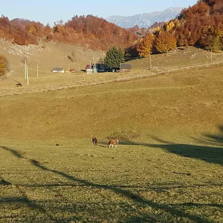 Garofita Pietrei Craiului * Ciocanu